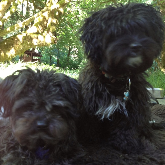 Meet your Posher, Viva - Picture 3 of 8